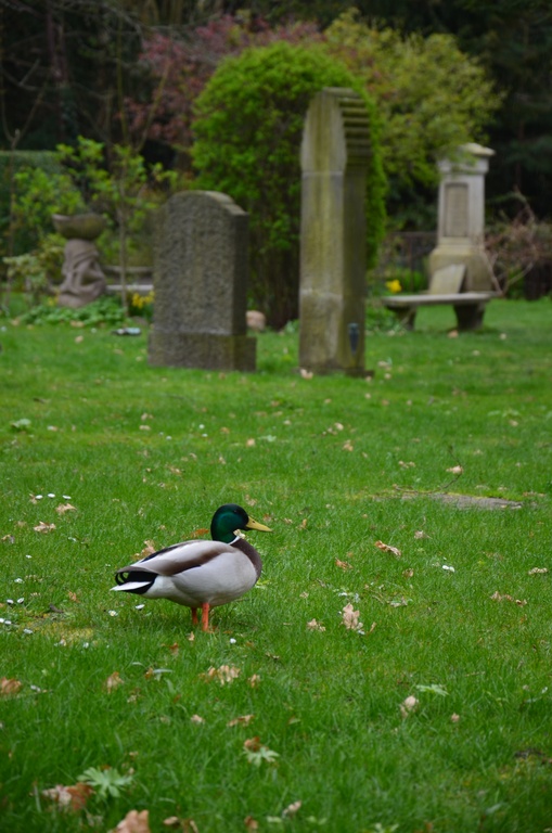 2017-04 Copenhagen/Assistens Kirkegård/DSC_0091.JPG